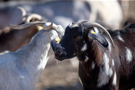 Herd of goats on pasture. Herd of farm animals on pasture.