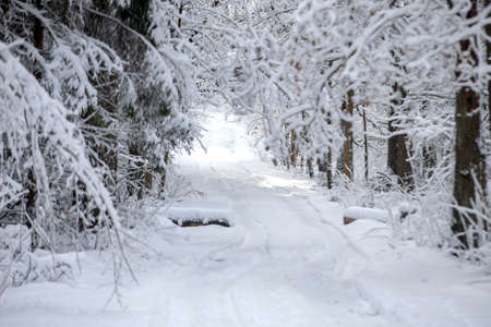 Winter road covered with fresh snow, Lithuania