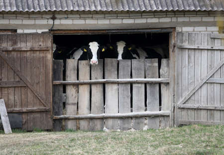 Calves in black and white behind the barn door in an old farm in Lithuaniaの写真素材