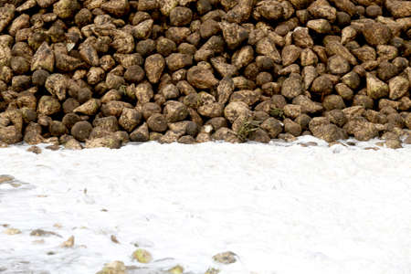 Kedainiai sugar factory. Nordic Sugar 19 09 2016のeditorial素材