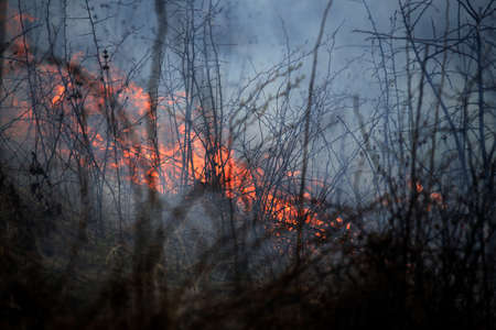 A grass fire or bush fire in the wildの写真素材