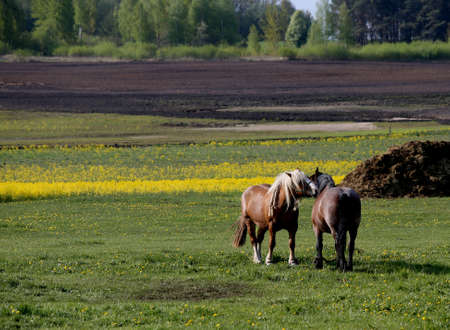 Young foals graze in the meadow with their horsesの写真素材