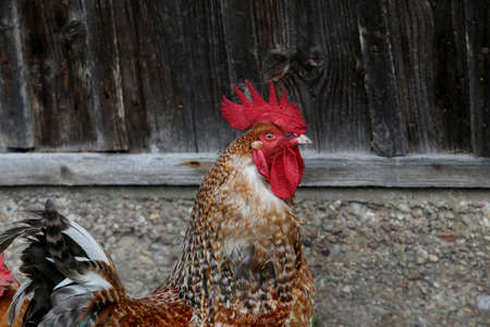 A beautiful colorful cock in the farm yard