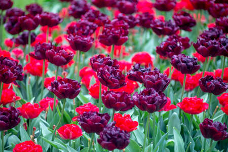 Colorful Tulips in Keukenhof Gardens.の写真素材