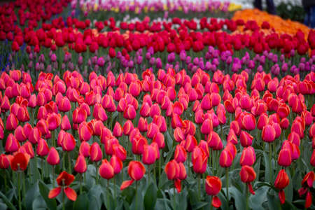 Colorful Tulips in Keukenhof Gardens.の写真素材