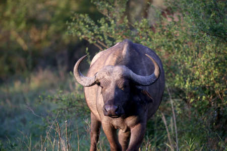 A portrait of wild african buffalo