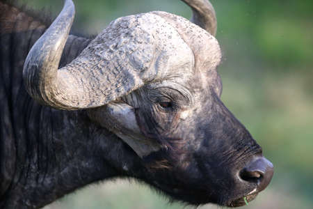 A portrait of wild african buffaloの写真素材