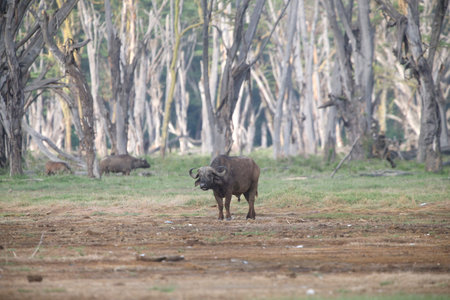 A portrait of wild african buffaloの写真素材