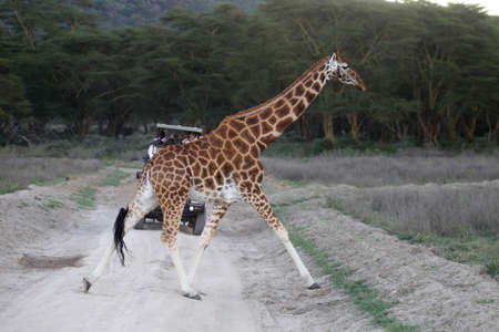 Giraffe in the wild. africa, national park of kenyaの写真素材