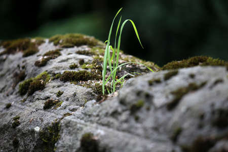 The large volume of green moss on top of a stone wall