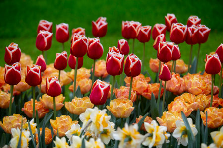 Colorful Tulips in Keukenhof Gardens.の写真素材
