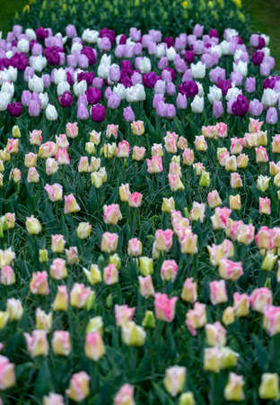 Colorful Tulips in Keukenhof Gardens.の写真素材
