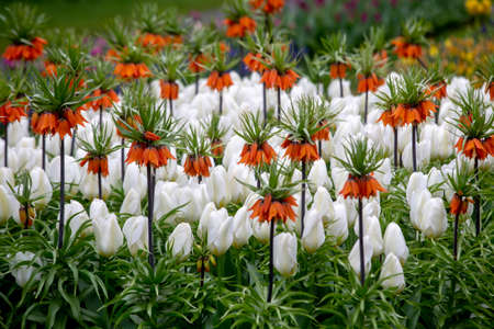 Colorful Tulips in Keukenhof Gardens.の写真素材