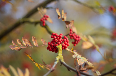 Rowan branch with red berries in the foreground