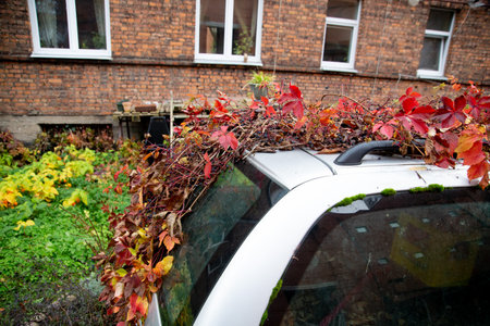 Abandoned gray car overgrown with vines in autumnの写真素材
