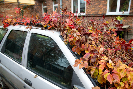 Abandoned gray car overgrown with vines in autumnの写真素材