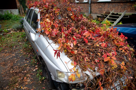 Abandoned gray car overgrown with vines in autumnの写真素材