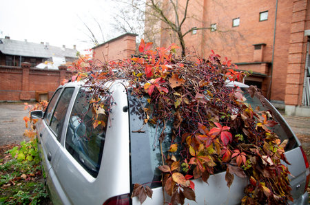 Abandoned gray car overgrown with vines in autumnの写真素材