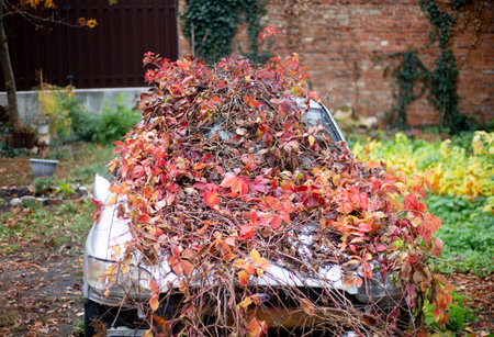 Abandoned gray car overgrown with vines in autumnの写真素材