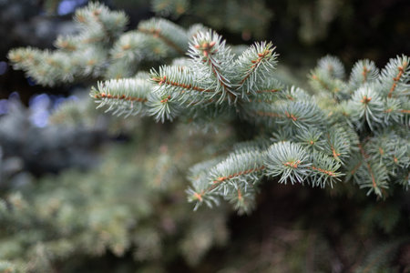 Branch of a coniferous tree, macro