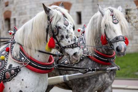 Old wall street lighting in the Old Town of Krakowの写真素材