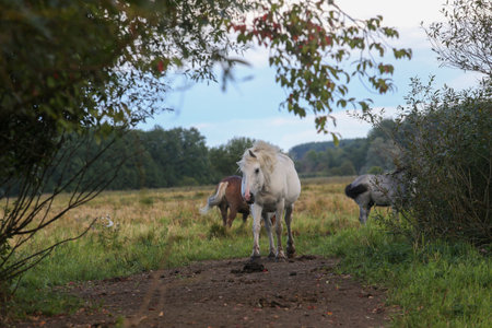 Early in the morning, horses graze freely in the rainの写真素材