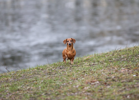 Dachshund puppy in the parkの写真素材