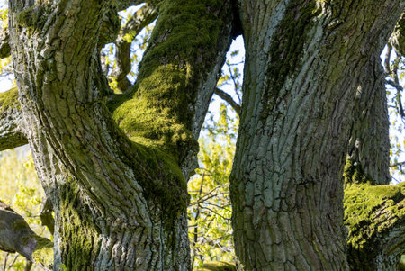 Old tree trunks are overgrown with moss