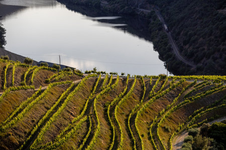 Terraced vineyards in Douro Valley, Alto Douro Wine Region in northern Portugalの写真素材