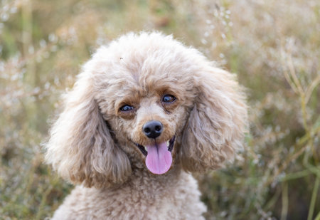Up of the face of a toy poodleの写真素材