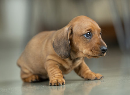 A very small young brown dachshund puppyの写真素材