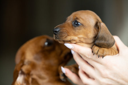 A very small young brown dachshund puppyの写真素材