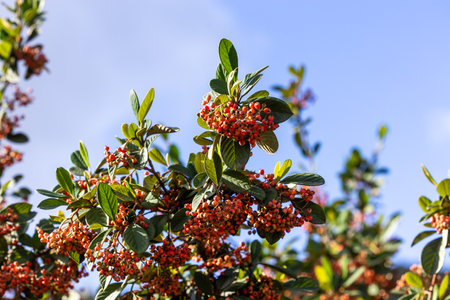 Red berries on a branch of a bush in the garden in autumnの写真素材