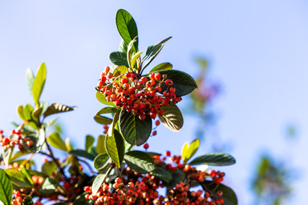 Red berries on a branch of a bush in the garden in autumnの写真素材