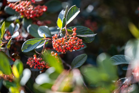 Red berries on a branch of a bush in the garden in autumnの写真素材