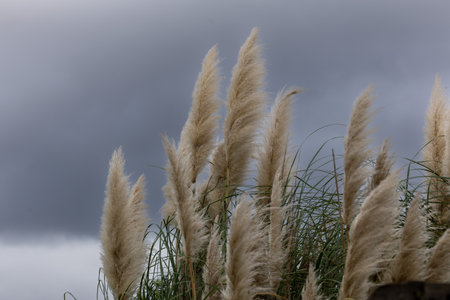 Cortaderia selloana or Pampas grass blowing in the windの写真素材