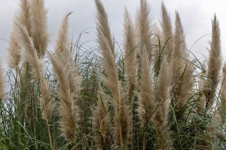 Cortaderia selloana or Pampas grass blowing in the windの写真素材
