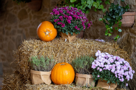 Halloween pumpkins, decoration - holiday concept. In the Italian town of Solomeoの写真素材