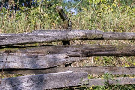 Wooden Plank Fence in a Natural Settingの写真素材