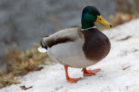 A selective focus shot of the head male mallard duckの写真素材