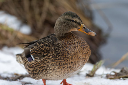 Wild duck on the snow near the lake shoreの写真素材