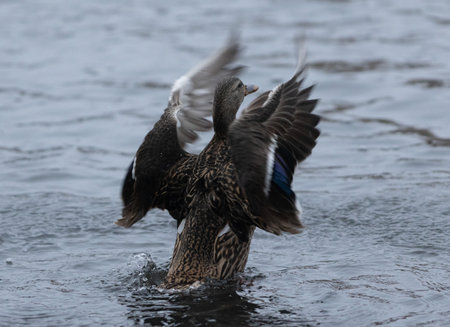 Mallard Duck Stretching Its Wings While Resting on the Waterの写真素材