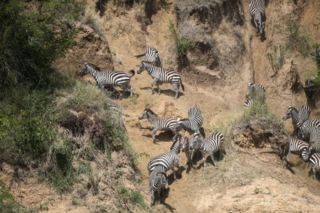 Zebras and wildebeest during migration from Serengeti to Masai Mara in Kenyaの写真素材