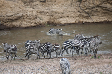 Zebras and wildebeest during migration from Serengeti to Masai Mara in Kenyaの写真素材