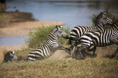 Zebras and wildebeest during migration from Serengeti to Masai Mara in Kenyaの写真素材