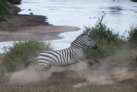 Running zebra during the great migration. Kenyaの写真素材