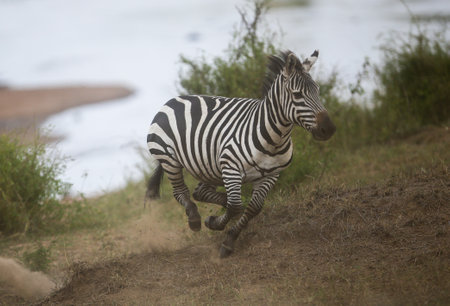 Running zebra during the great migration. Kenyaの写真素材