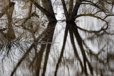 Trees stand in the water spring flood, Reflections