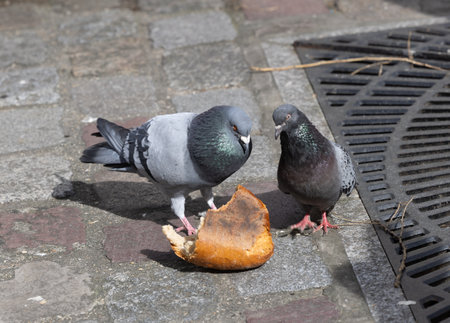 City pigeons, feeding on bread, a large piece is dropped on the street of Paris.の写真素材