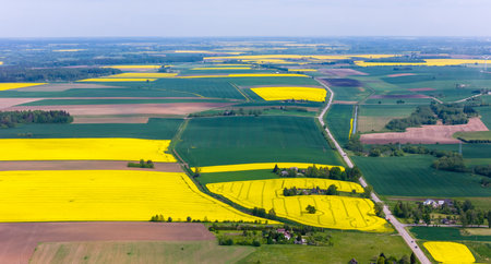 Sunny Day Over Yellow Rapeseed Fields in KÄ—dainiai District, Lithuania